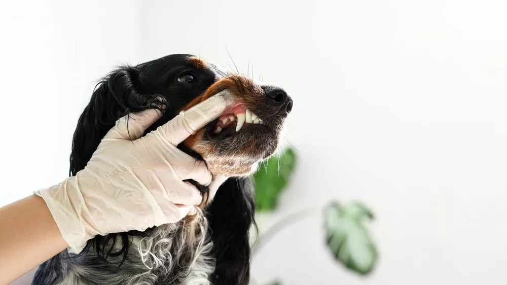 Guide to Dog Dental Care