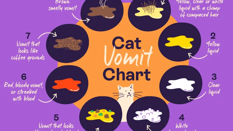 Why is Your Cat Vomiting?