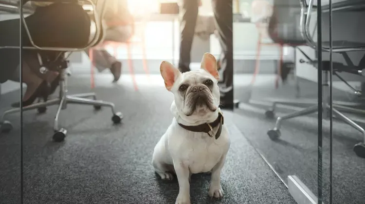 The Different Types of Pet-Friendly Workplaces