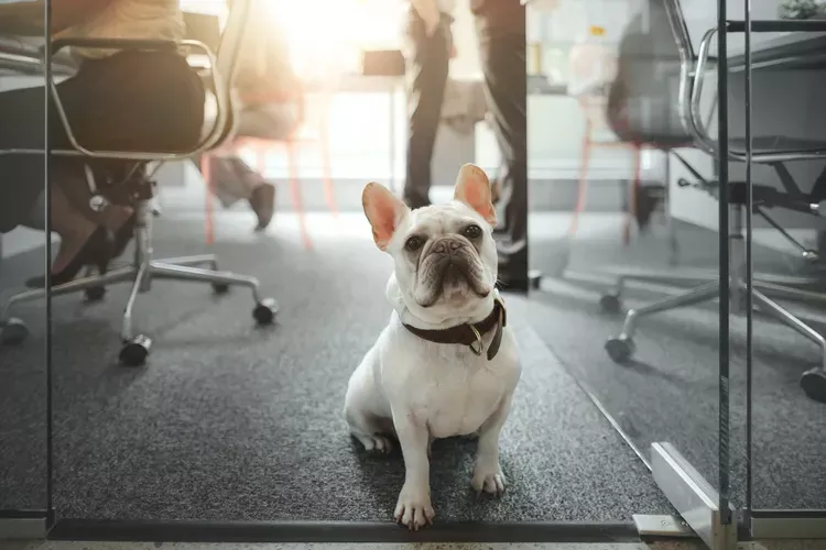 The Different Types of Pet-Friendly Workplaces