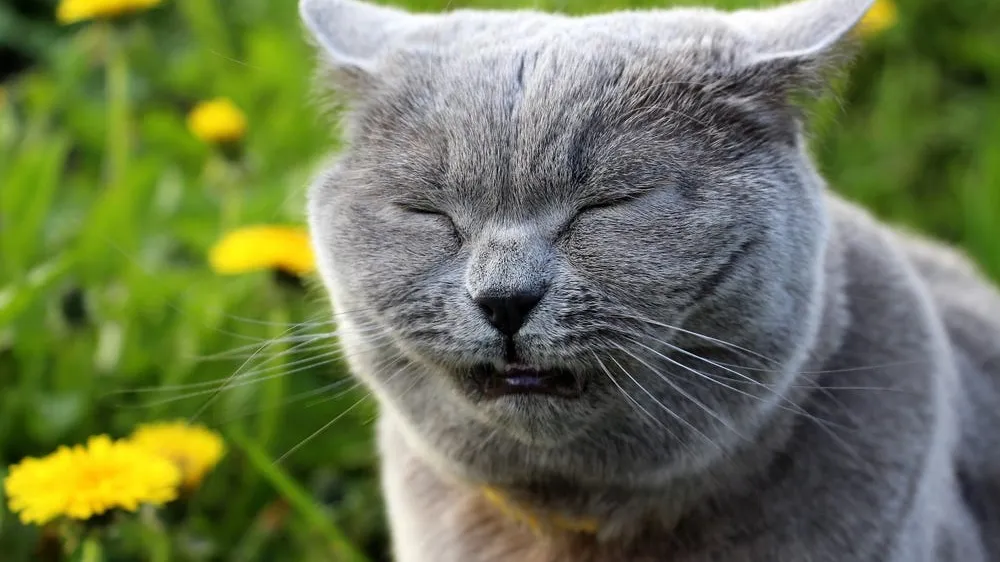 Allergies in Cats