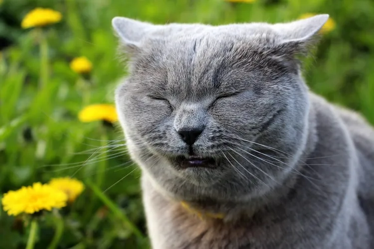 Allergies in Cats