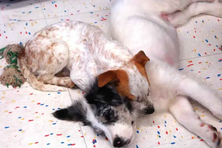 Ear Mites in Puppies and Dogs