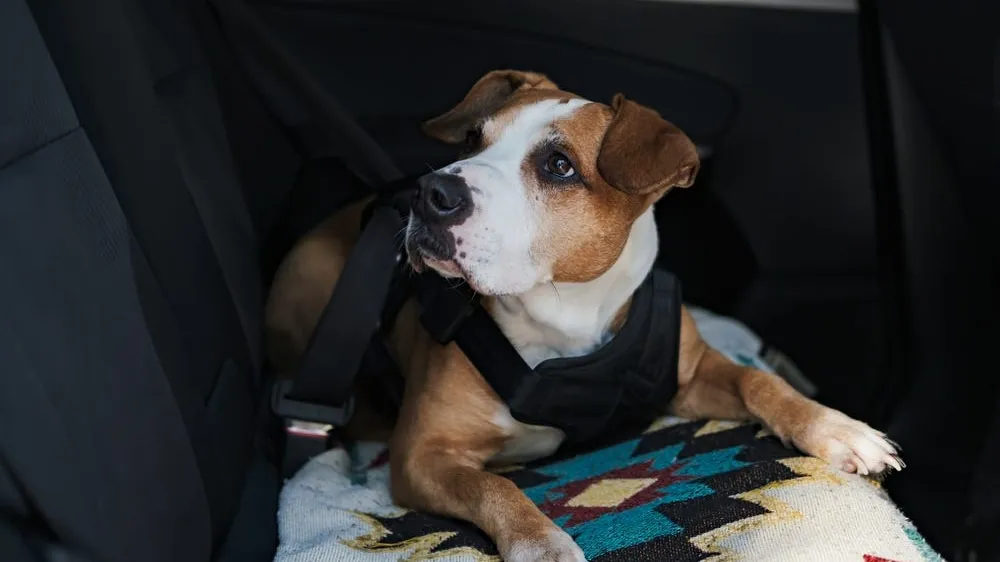 How to Prevent Car Sickness in Dogs