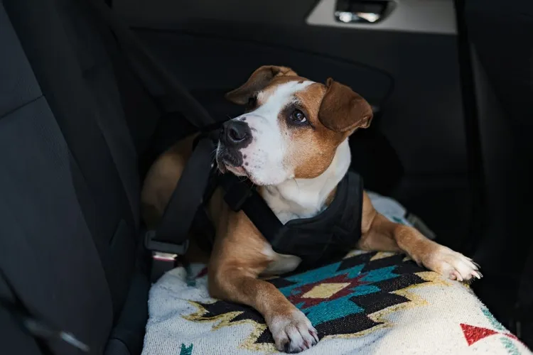 How to Prevent Car Sickness in Dogs