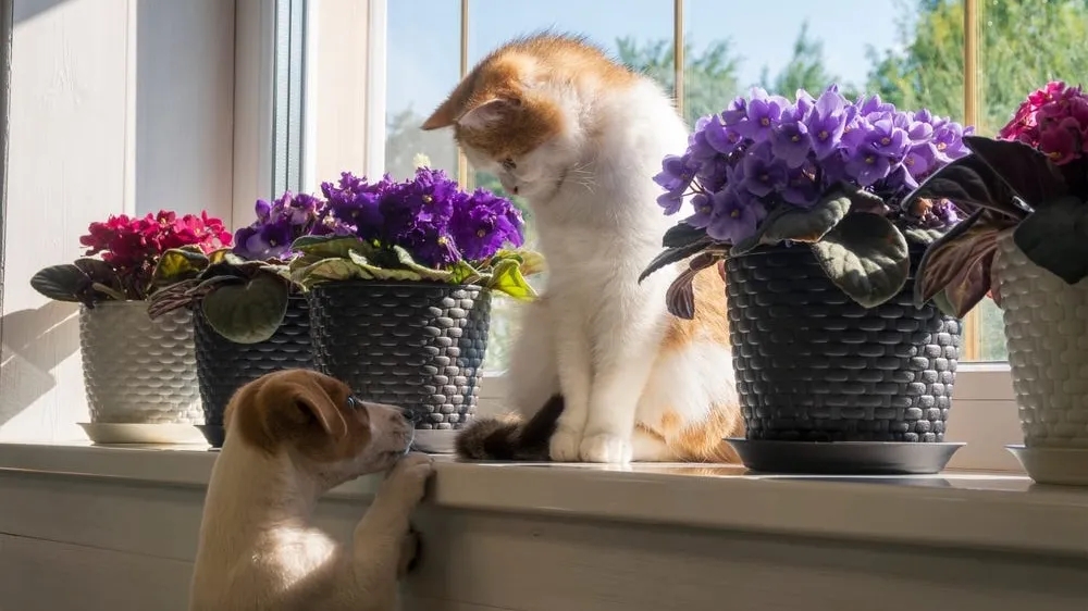 The Ultimate Guide to Pet-Friendly Plants
