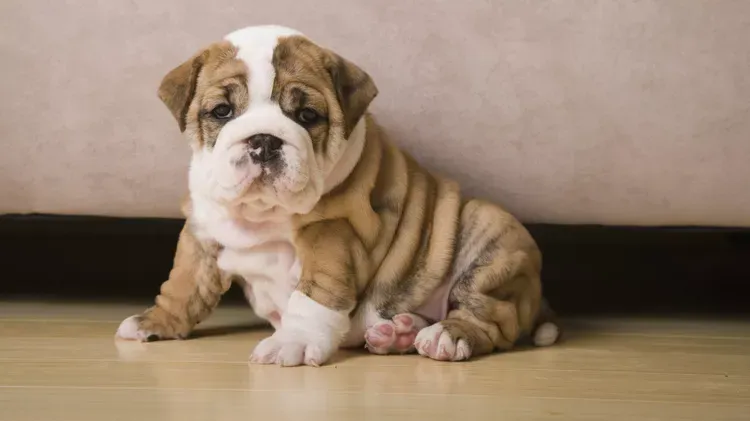 Pyoderma in Dogs