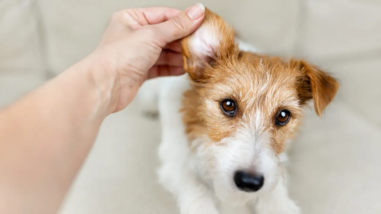 How to Care For Your Dogs Ears