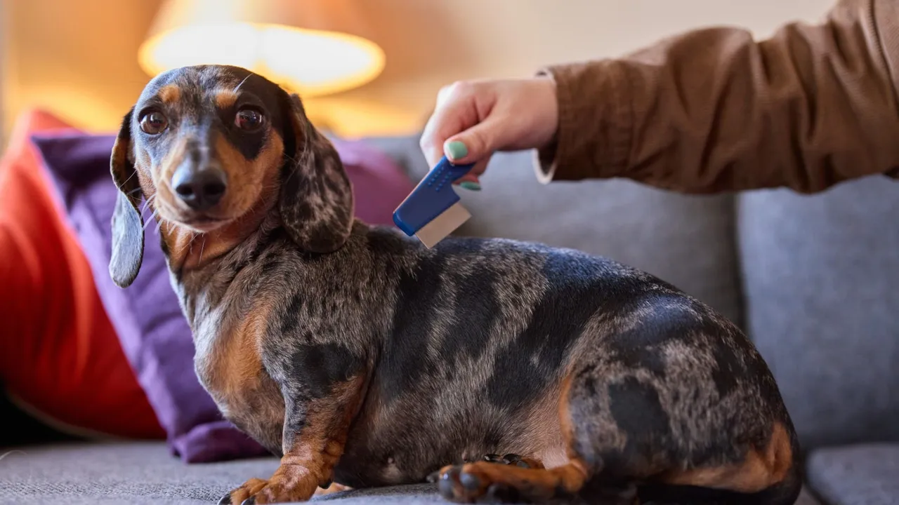 The Complete Guide to Getting Rid of Fleas