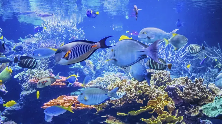 Marine Ich, Velvet, or Coral Fish Disease