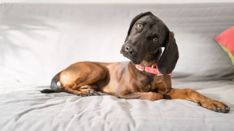 Ivermectin for Heartworms in Dogs