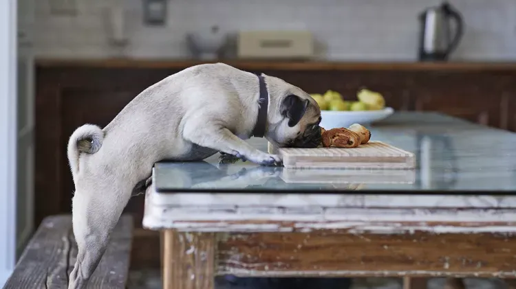 Gastritis in Dogs