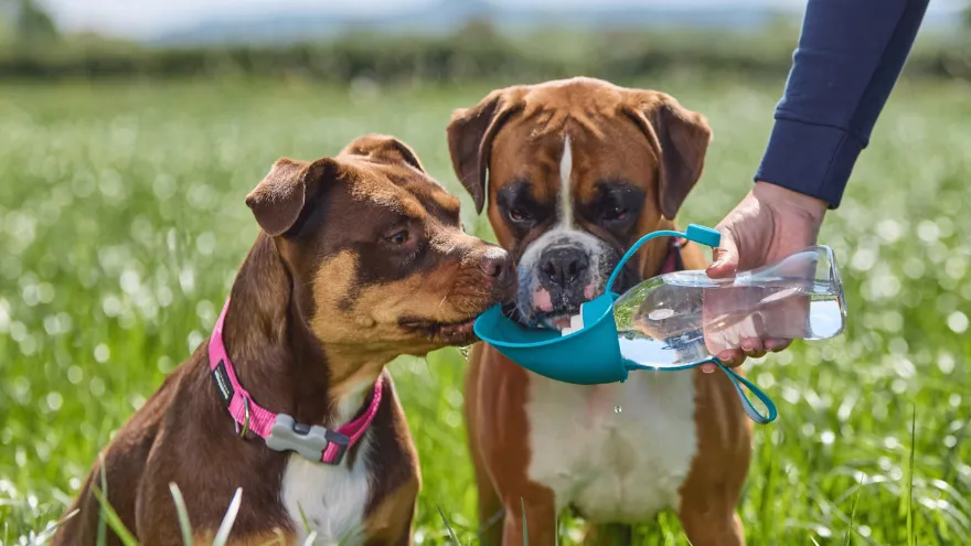 Dehydration in Dogs