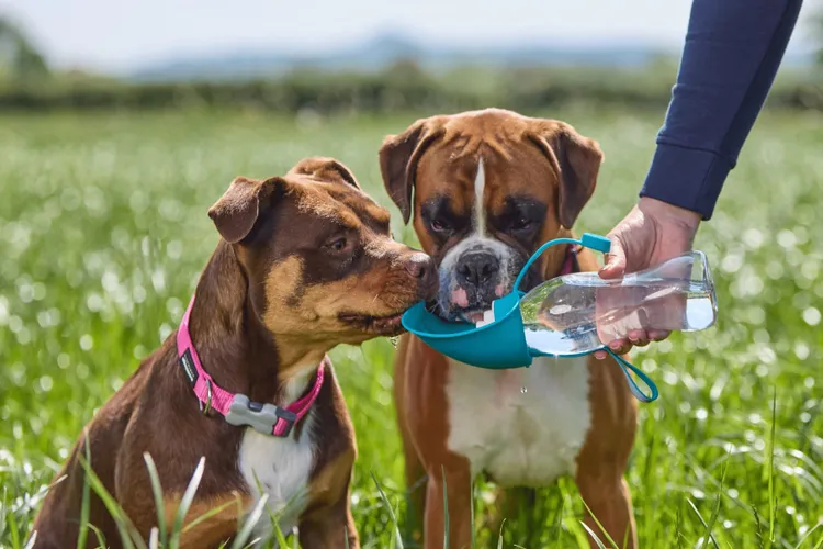 Dehydration in Dogs