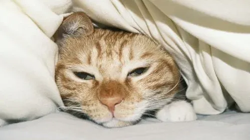 Kitten Diarrhea Treatment: Recognize When to Call the Vet