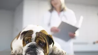 Vestibular Disease in Dogs