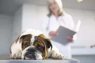 Vestibular Disease in Dogs