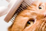 Should You Ever Bathe a Cat?
