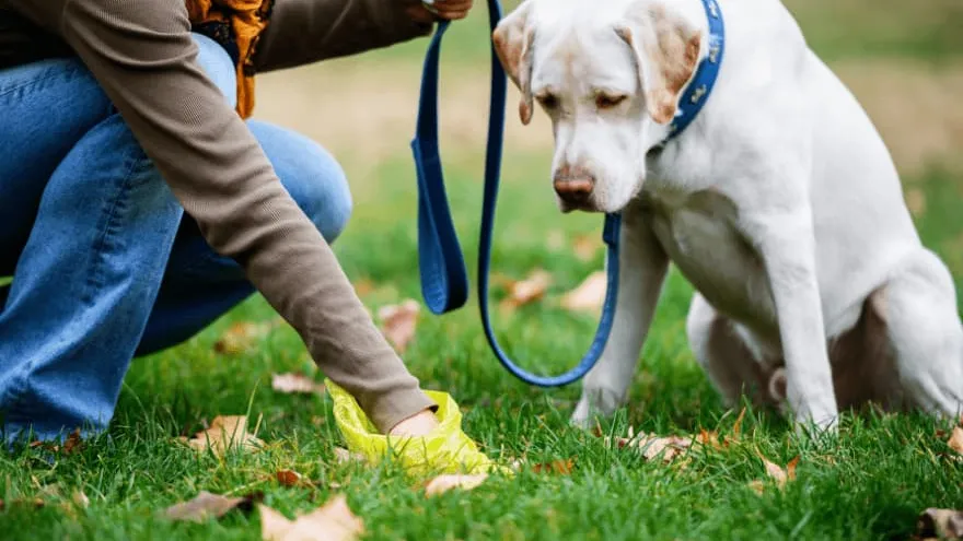 Canine Parvovirus: Symptoms, Treatment, and Recovery