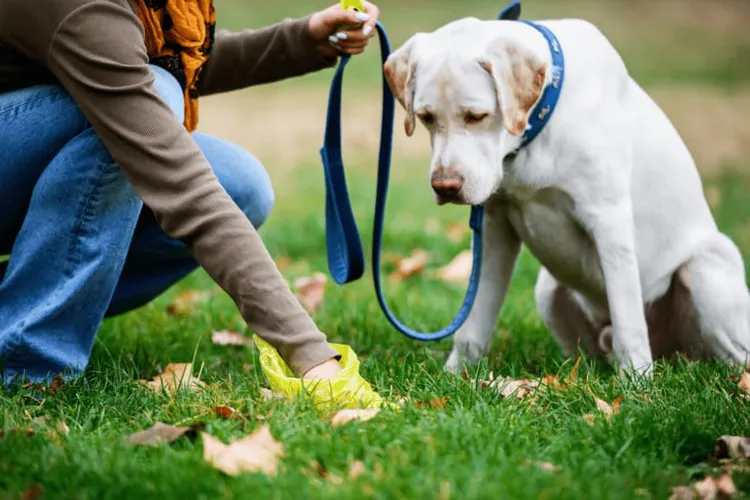 Canine Parvovirus: Symptoms, Treatment, and Recovery