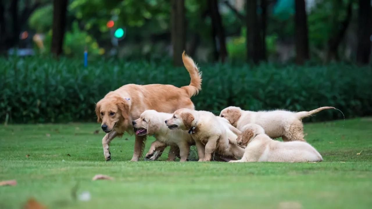 Purebred Dog Health Issues