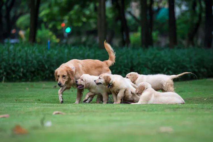 Purebred Dog Health Issues