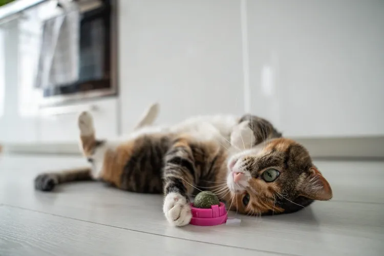 What is Catnip and What Does it Do?