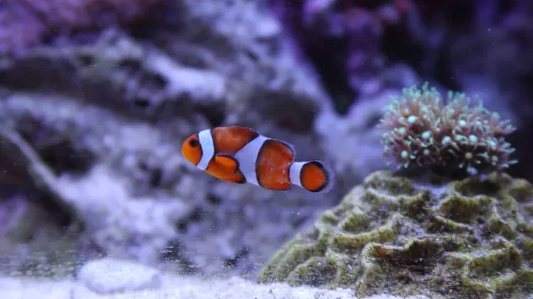 Brooklynella in Fish