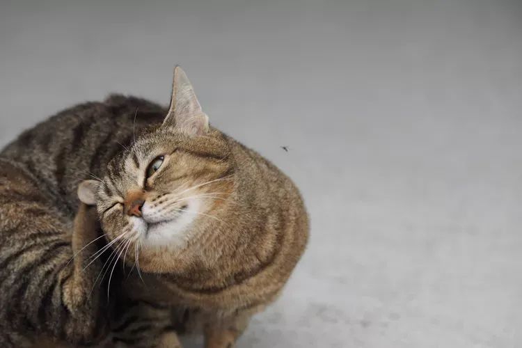 Effective Cat Flea Control: Treatment and Prevention Strategies