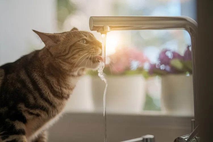 Do Cats Drink Water?
