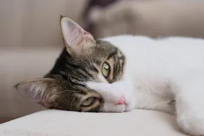 What is Chronic Kidney Disease (CKD)?