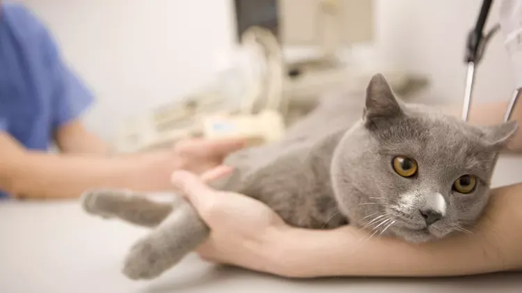 Should You Spay a Cat in Heat?