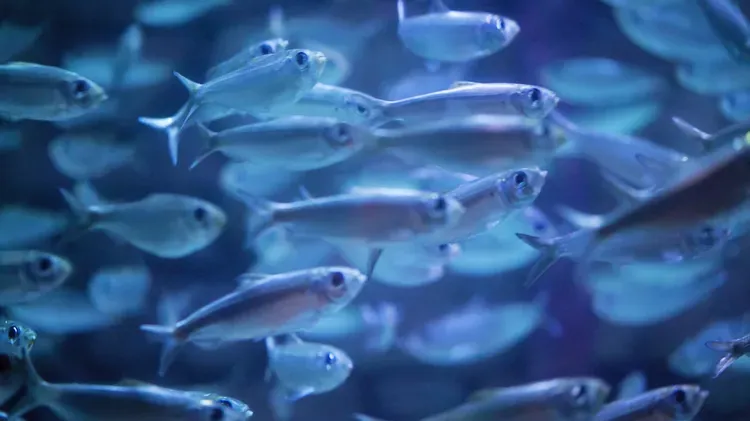 How to Give Fish a Freshwater Dip or Bath