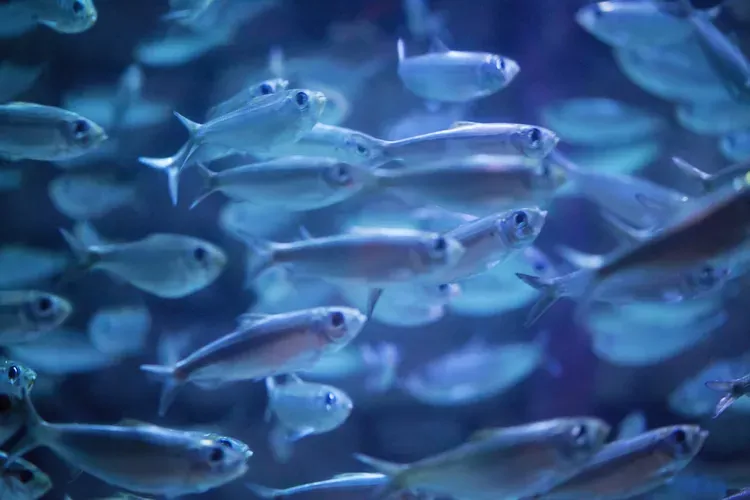 How to Give Fish a Freshwater Dip or Bath