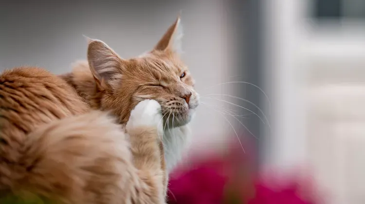 Cheyletiellosis in Cats