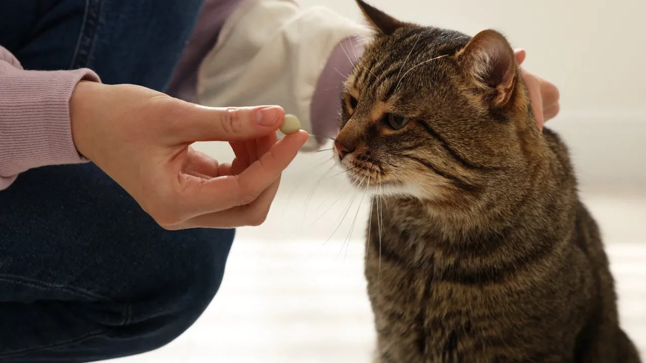How to Give a Cat a Tablet