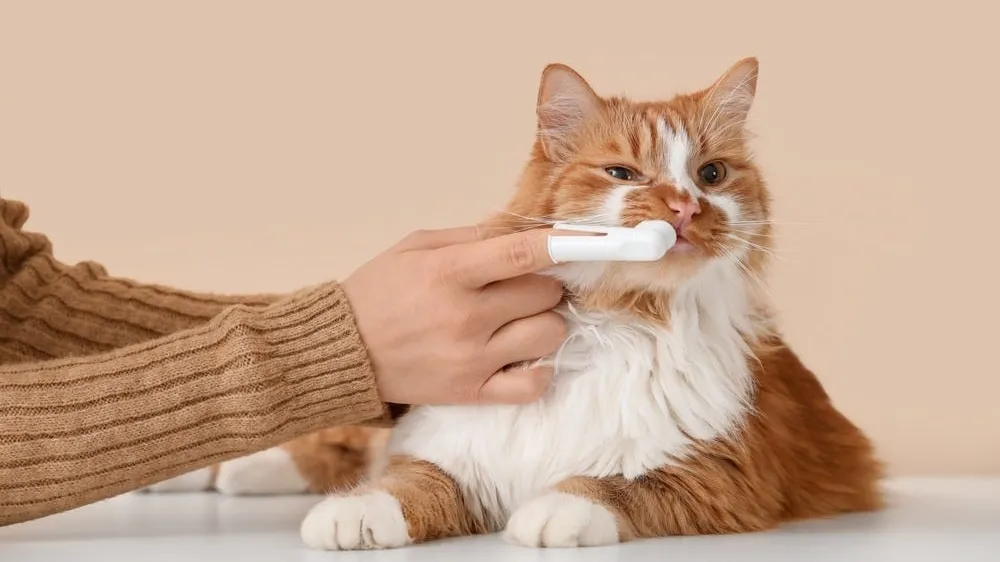 Cat Dental Treatments: All You Need to Know