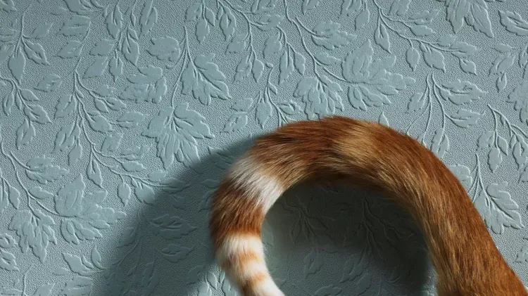Understanding Cat Tail Talk