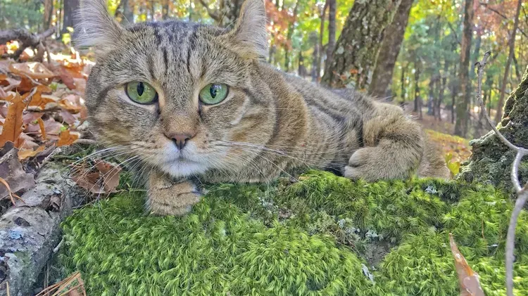 Highlander: Cat Breed Profile, Characteristics & Care