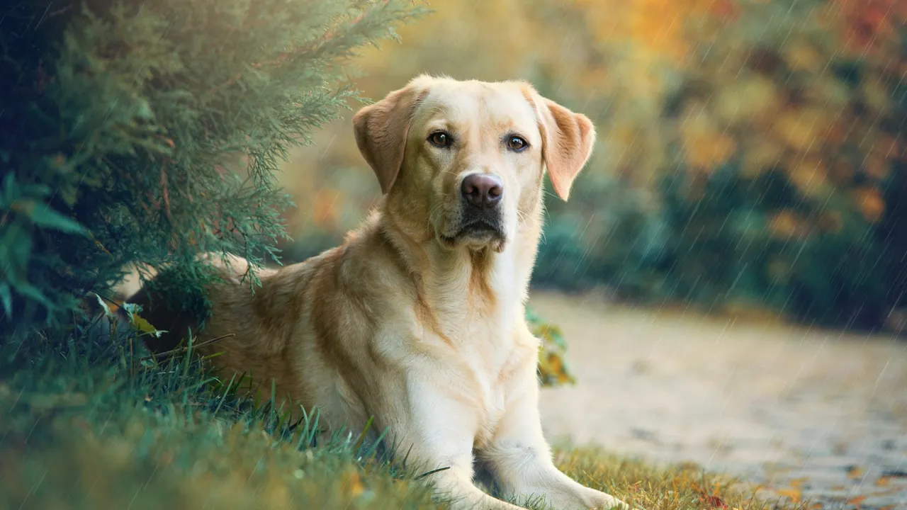 How to Choose the Best Dog Food