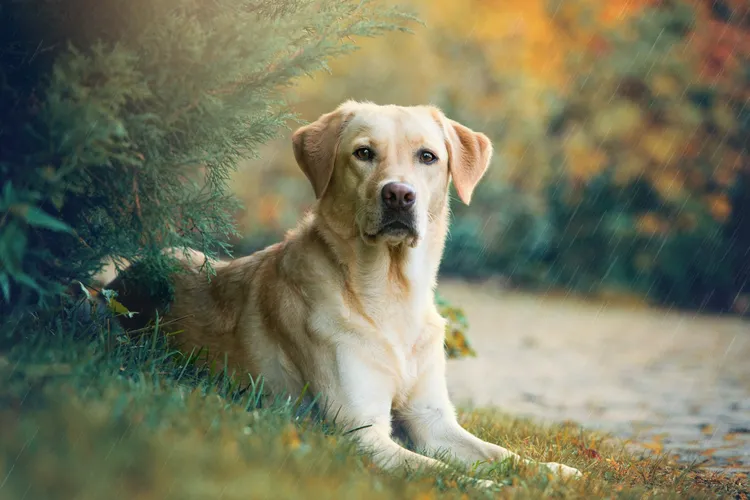 How to Choose the Best Dog Food
