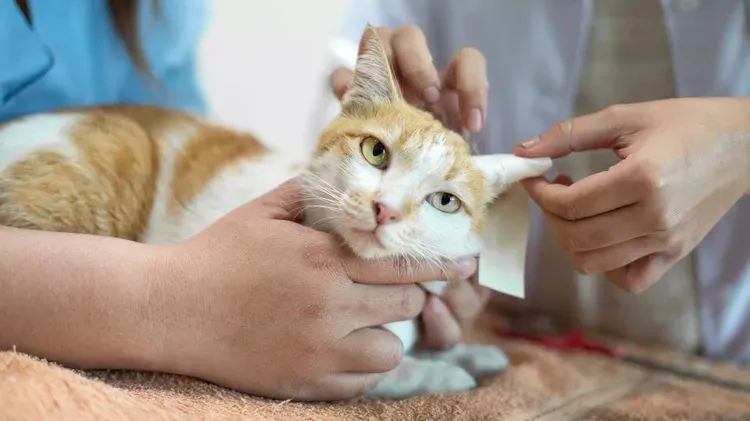 Neurological Disorders in Cats