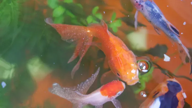 How Do Fish Get Parasites?