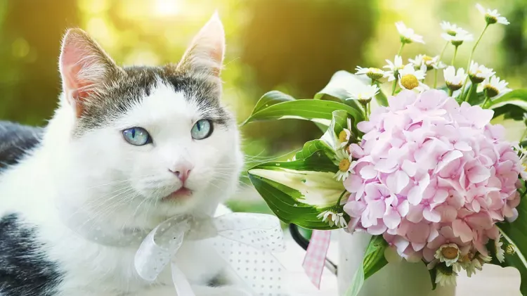 Are Hydrangeas Poisonous to Cats?