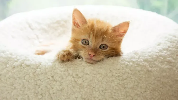 Kitten Development in the First Six Weeks of Life