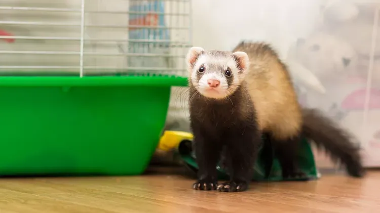 Diarrhea in Ferrets