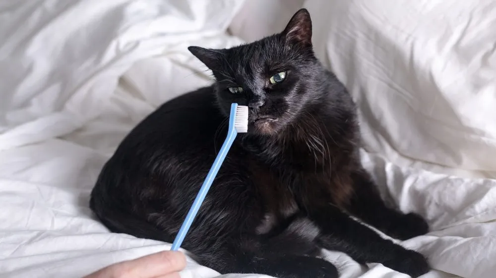 The 4 Stages of Dental Disease in Pets Explained