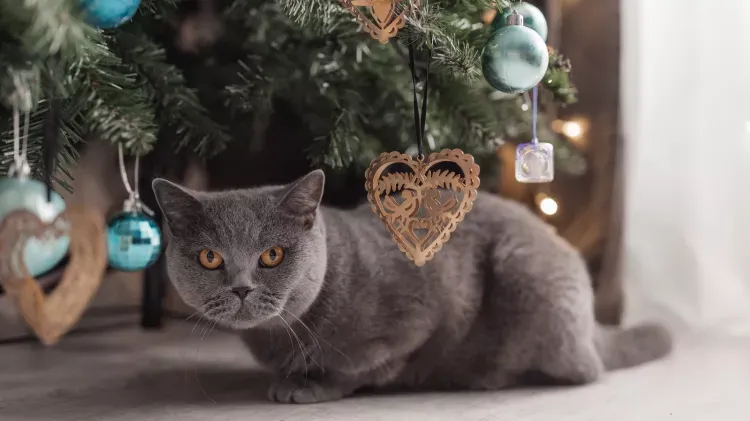 Dealing With Pet Health Emergencies on Holidays