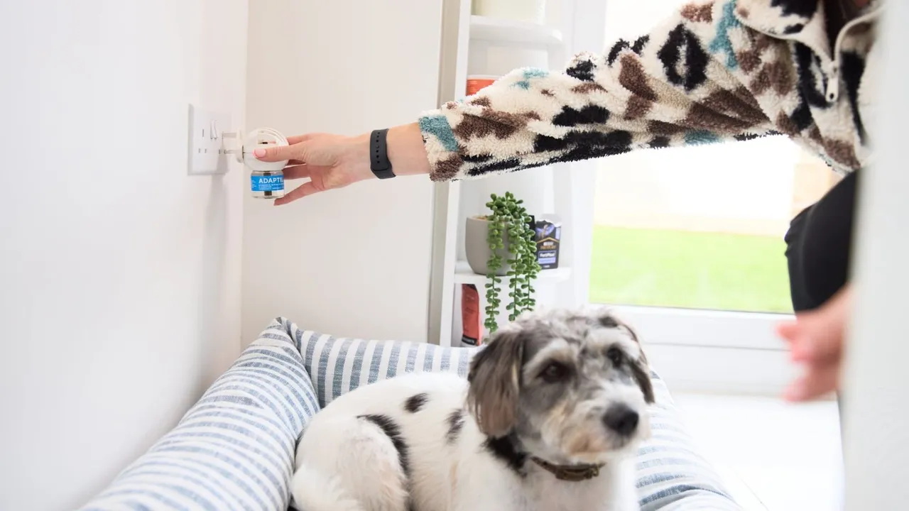 The Best Anxiety Relievers for Dogs