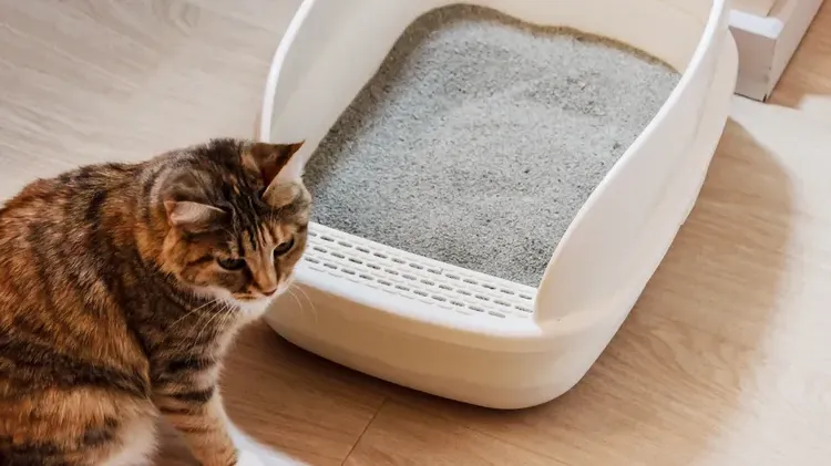 Bladder Cancer in Cats: Symptoms, Diagnosis, and Care Options